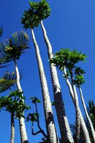 Arbre