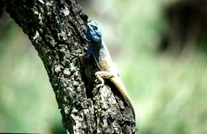 Lzard