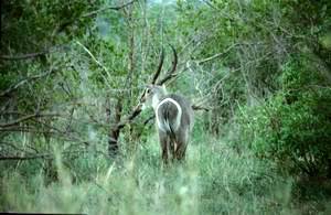 Waterbuck male