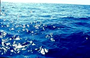 Requin baleine