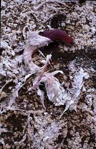Tte de flamand rose